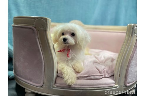 成約済の茨城県のマルプー:マルチーズ×トイプードル-296213の4枚目