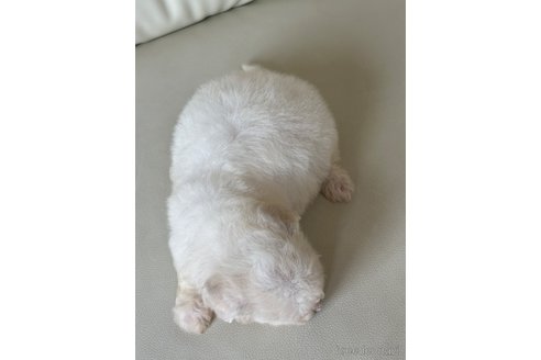 成約済の滋賀県のビションフリーゼ-321413の4枚目