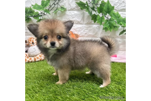 成約済の愛知県のポメチワ:ポメラニアン×チワワ-319125の3枚目