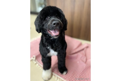 成約済の東京都のその他の犬種-318049の2枚目