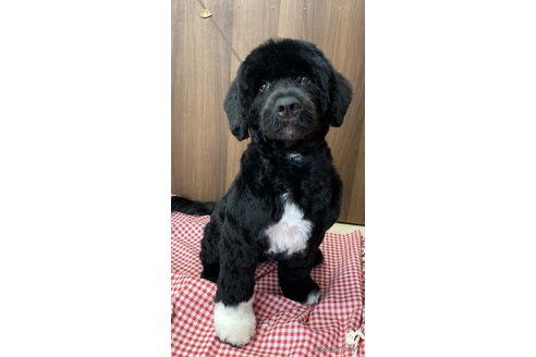 成約済の東京都のその他の犬種-318049の3枚目
