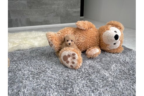 成約済の滋賀県のタイニープードル-321431の5枚目
