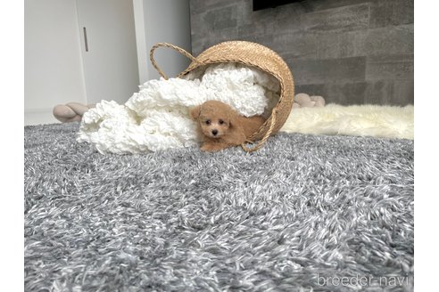 成約済の滋賀県のタイニープードル-321431の4枚目