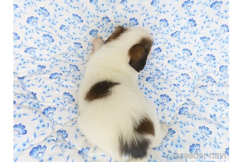 成約済の千葉県のパピヨン-321456の19枚目