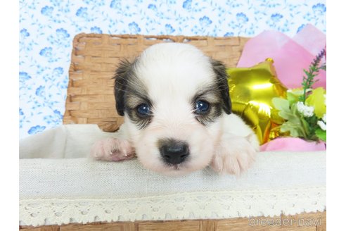 成約済の千葉県のパピヨン-321456の18枚目
