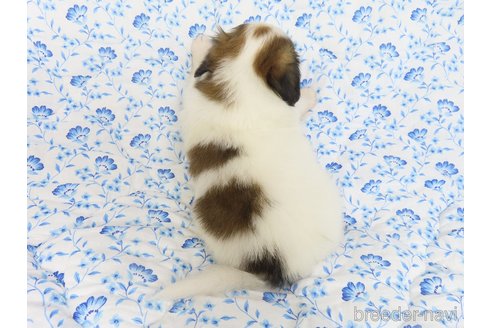 成約済の千葉県のパピヨン-321458の7枚目