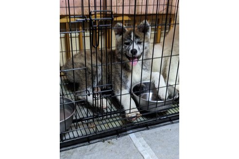 成約済の群馬県の秋田犬-319186の13枚目