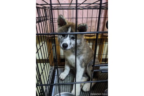 成約済の群馬県の秋田犬-319186の12枚目