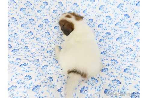 成約済の千葉県のパピヨン-321464の10枚目