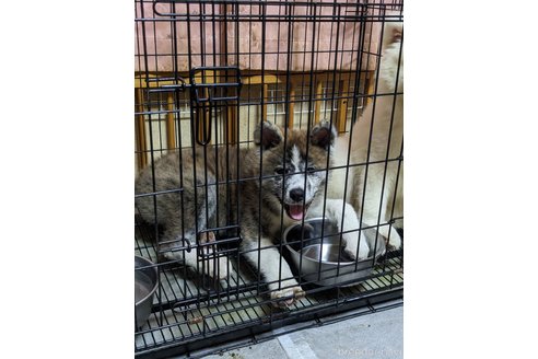成約済の群馬県の秋田犬-319186の11枚目