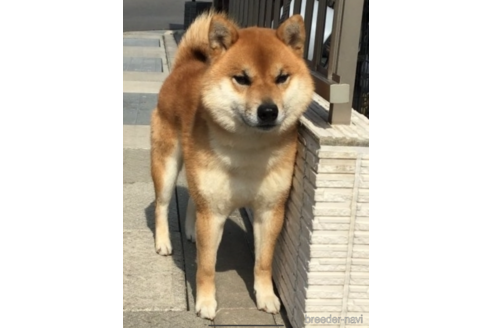 羅皇くん1枚目