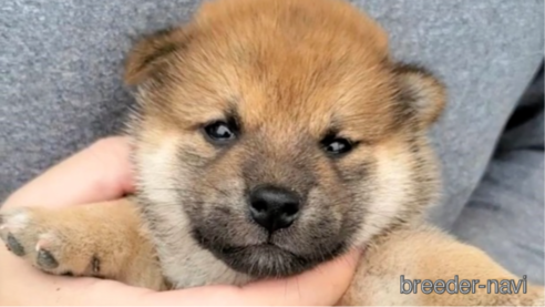 成約済の大阪府の柴犬-318226の4枚目