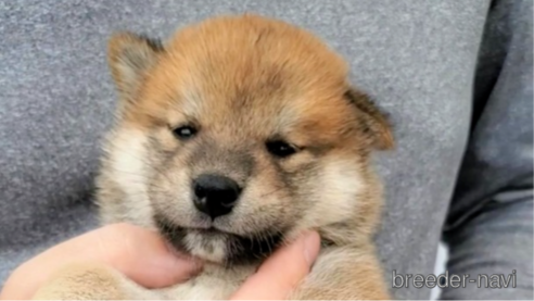 成約済の大阪府の柴犬-318225の3枚目