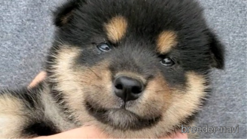 成約済の大阪府の柴犬-318229の4枚目