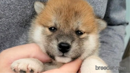成約済の大阪府の柴犬-318228の4枚目