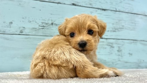 成約済の千葉県のマルプー:マルチーズ×トイプードル-321489の7枚目