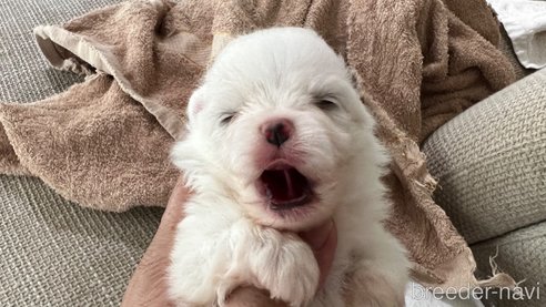 成約済の埼玉県のポメラニアン-321502の5枚目