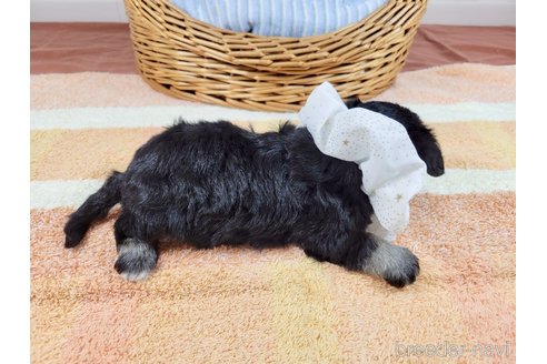 成約済の埼玉県のその他の犬種-320039の5枚目