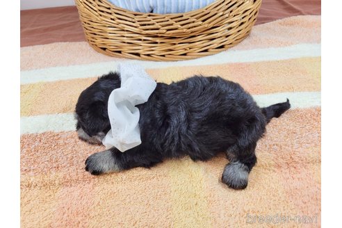 成約済の埼玉県のその他の犬種-320039の3枚目