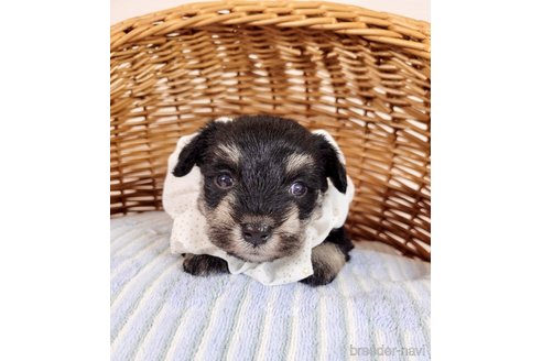 成約済の埼玉県のその他の犬種-320039の2枚目