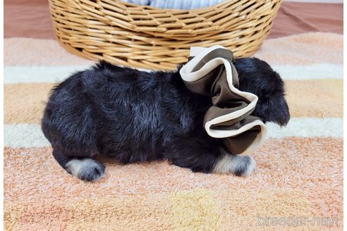 成約済の埼玉県のその他の犬種-320044の5枚目