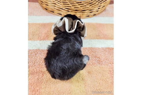 成約済の埼玉県のその他の犬種-320044の4枚目
