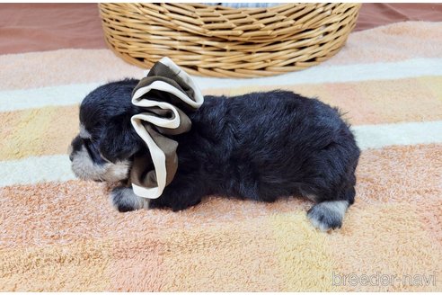 成約済の埼玉県のその他の犬種-320044の3枚目