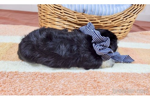 成約済の埼玉県のその他の犬種-320045の5枚目
