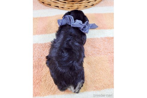 成約済の埼玉県のその他の犬種-320045の4枚目