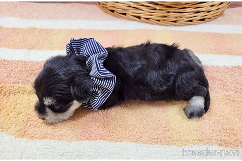 成約済の埼玉県のその他の犬種-320045の3枚目