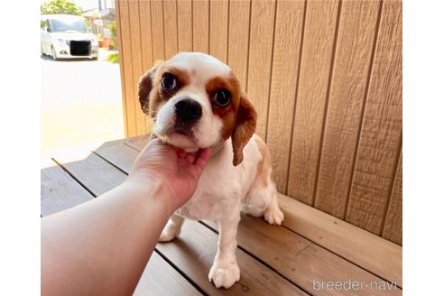 スモモちゃん1枚目