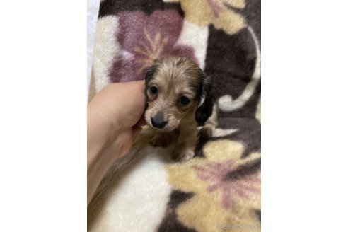 成約済の大分県のミニチュアダックスフンド(ロングヘアード)-321523の3枚目