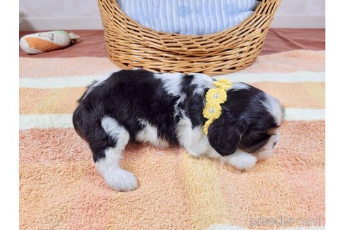 成約済の埼玉県のキャバリアキングチャールズスパニエル-320056の5枚目