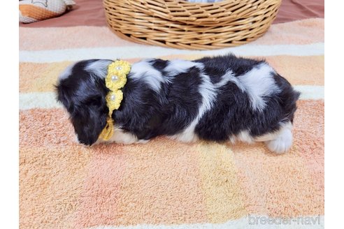 成約済の埼玉県のキャバリアキングチャールズスパニエル-320056の3枚目