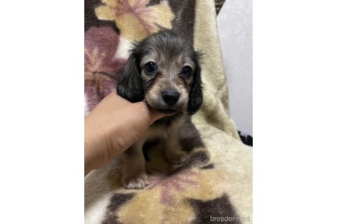 成約済の大分県のミニチュアダックスフンド(ロングヘアード)-321530の10枚目