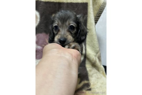 成約済の大分県のミニチュアダックスフンド(ロングヘアード)-321530の7枚目