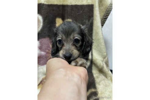 成約済の大分県のミニチュアダックスフンド(ロングヘアード)-321530の5枚目
