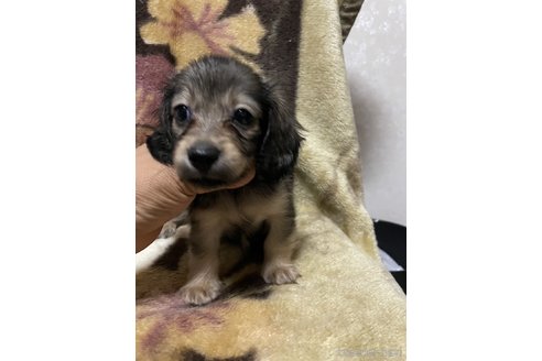 成約済の大分県のミニチュアダックスフンド(ロングヘアード)-321530の3枚目