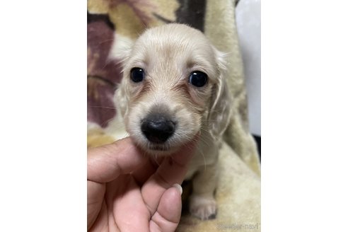 成約済の大分県のミニチュアダックスフンド(ロングヘアード)-321533の1枚目