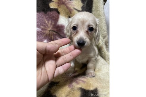 成約済の大分県のミニチュアダックスフンド(ロングヘアード)-321533の11枚目
