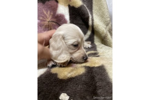 成約済の大分県のミニチュアダックスフンド(ロングヘアード)-321533の8枚目
