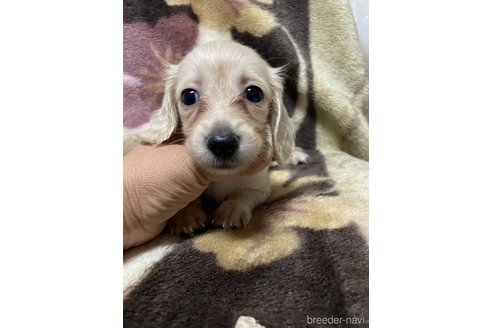 成約済の大分県のミニチュアダックスフンド(ロングヘアード)-321533の7枚目