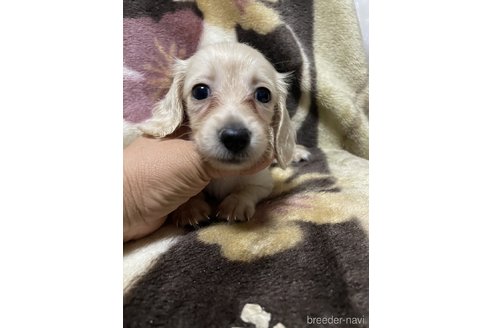 成約済の大分県のミニチュアダックスフンド(ロングヘアード)-321533の6枚目