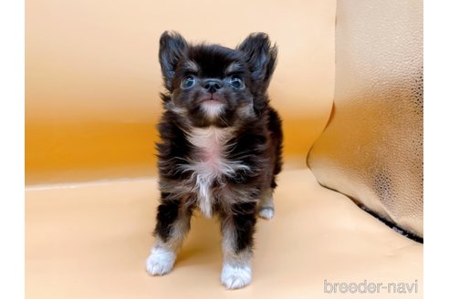 成約済の東京都のチワワ(ロングコート)-321534の2枚目