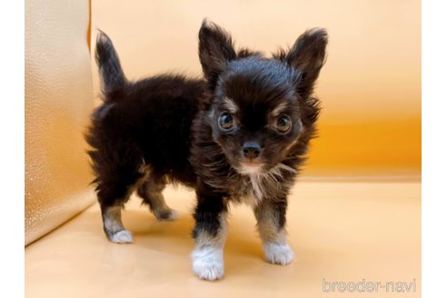 成約済の東京都のチワワ(ロングコート)-321534の4枚目