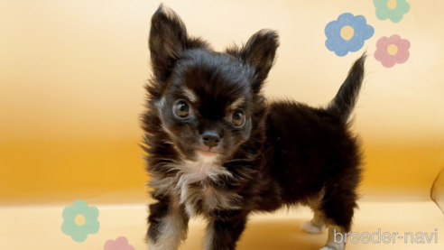 成約済の東京都のチワワ(ロングコート)-321534の1枚目