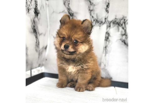 成約済の茨城県のポメチワ:ポメラニアン×チワワ-318846の3枚目