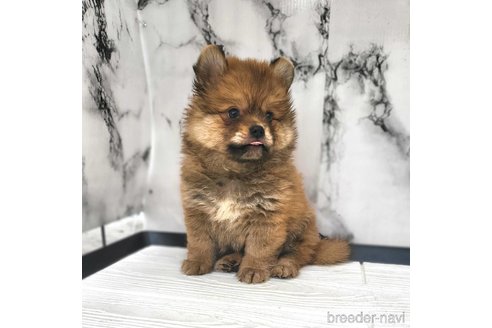 オーダー受付 パネル販売 いちご柄お船チワワ ポメラニアン犬柄