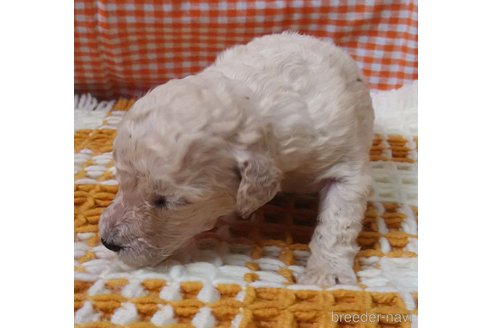 成約済の群馬県のスタンダードプードル-321832の11枚目