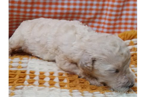 成約済の群馬県のスタンダードプードル-321832の10枚目